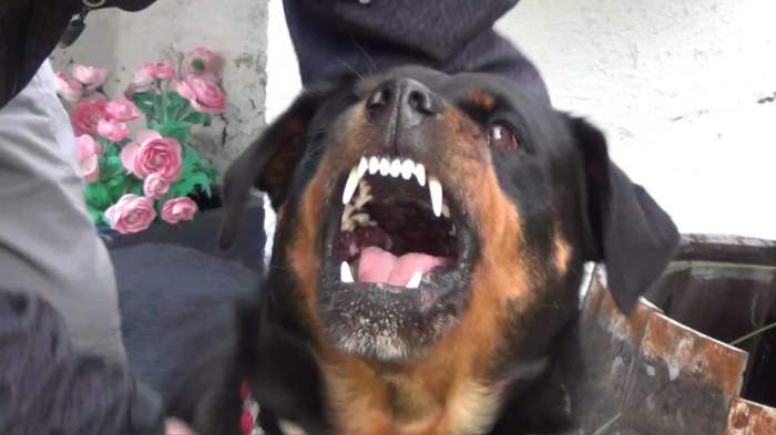 Caz şocant! Un copil atacat cu bestialitate de un câine de luptă / VIDEO