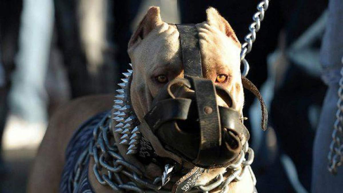 Lista câinilor periculoşi din România!