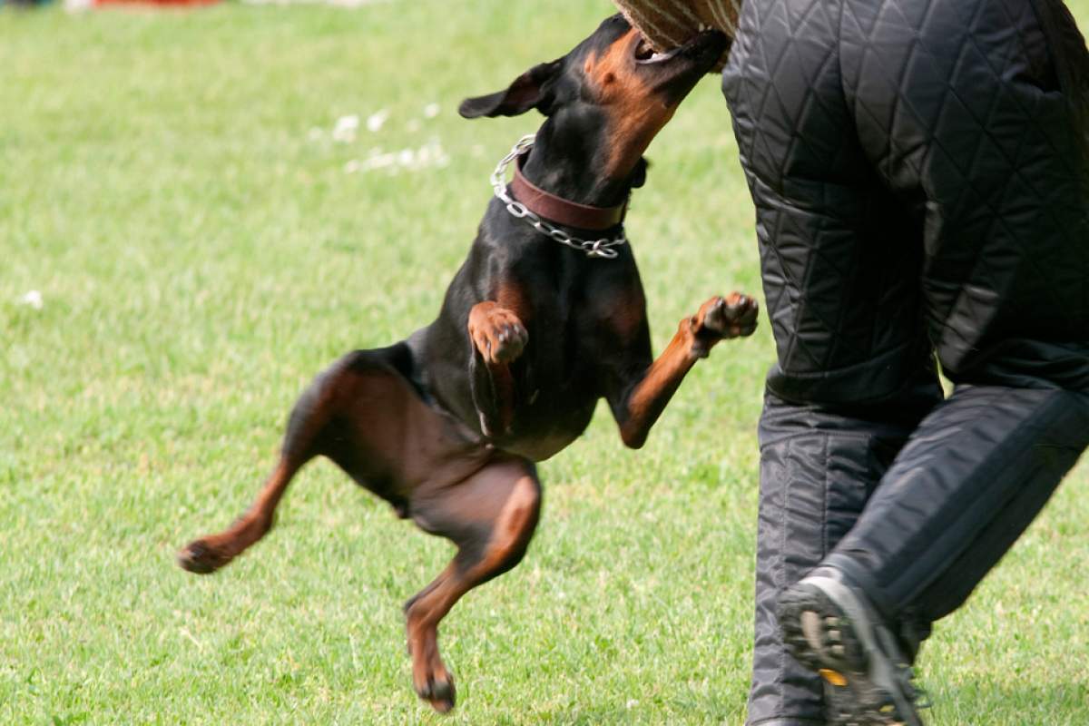 Cele mai şocante cazuri de oameni omorâţi de câinii vagabonzi!