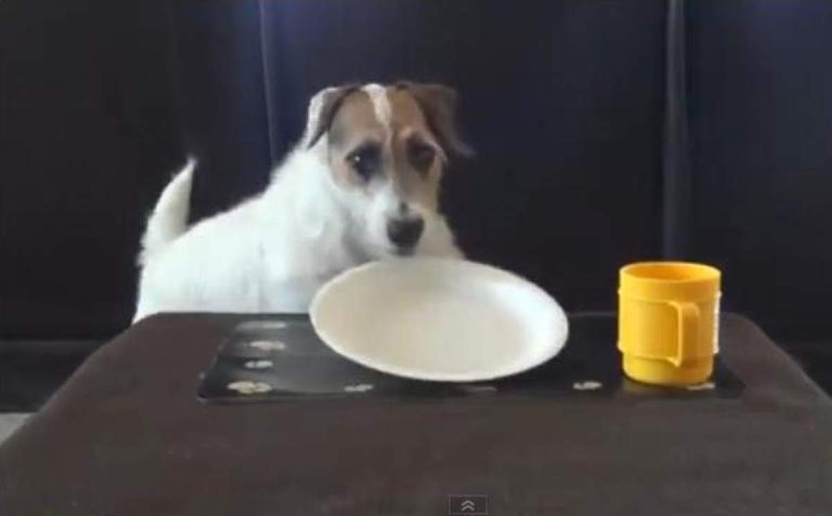 Te-ai săturat de spălat vase, şters praful, făcut curat? GATA!!! Câinele bun la toate este aici! / VIDEO AMUZANT