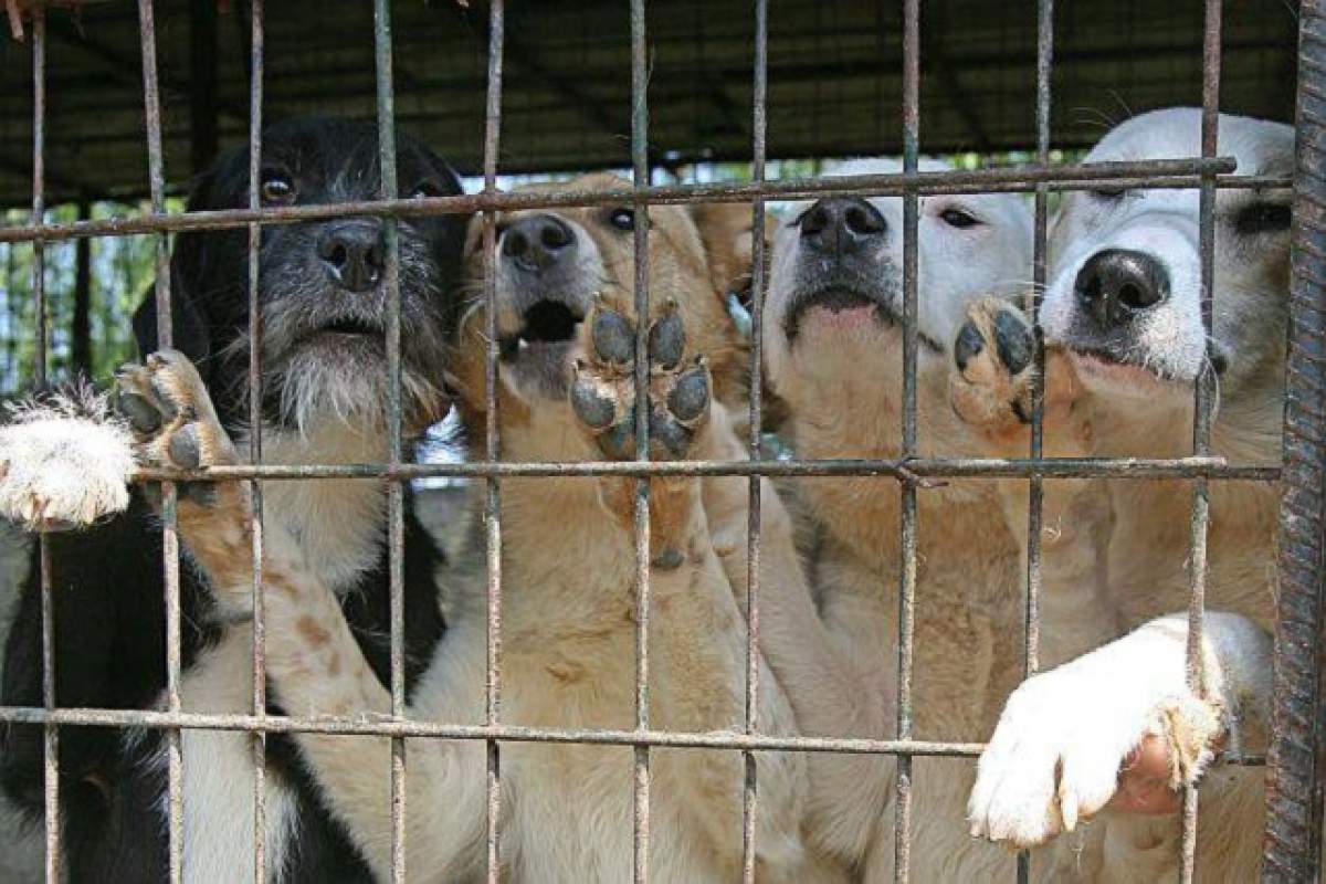 Câinii maidanezi vor fi omorâţi! Decizia CCR legalizează eutanasierea