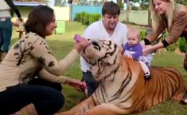Un brazilian creşte şapte tigri în propria casă! Video incredibil