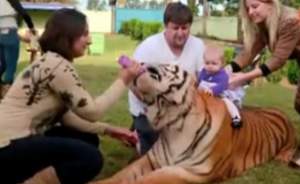 Un brazilian creşte şapte tigri în propria casă! Video incredibil
