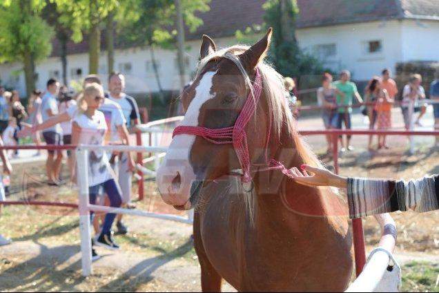 Herghelia Mangalia, paradisul cailor din rasa pur sânge arab! / GALERIE FOTO