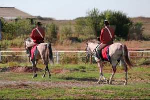 Herghelia Mangalia, paradisul cailor din rasa pur sânge arab! / GALERIE FOTO