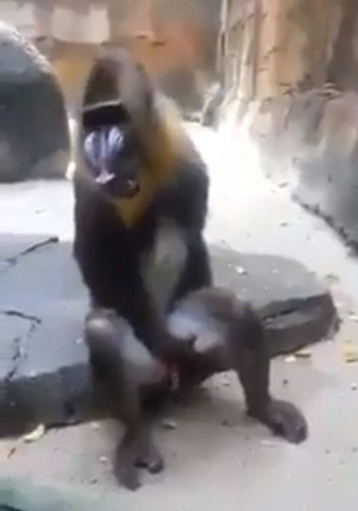 VIDEO EXPLICIT  Aşa se masturbează o maimuţă! RÂZI CU LACRIMI!