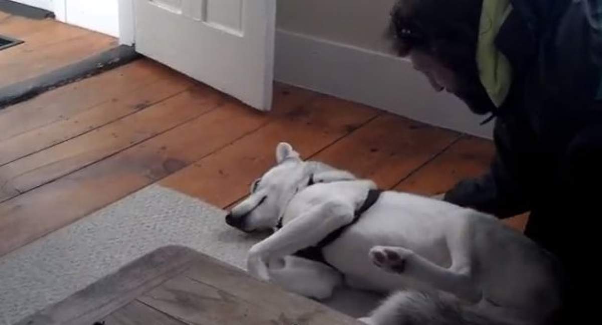 VIDEO FUNNY Câinele care vorbeşte. Nu e glumă! Uite ce îi spune stăpânului când îl trimite la coteţ