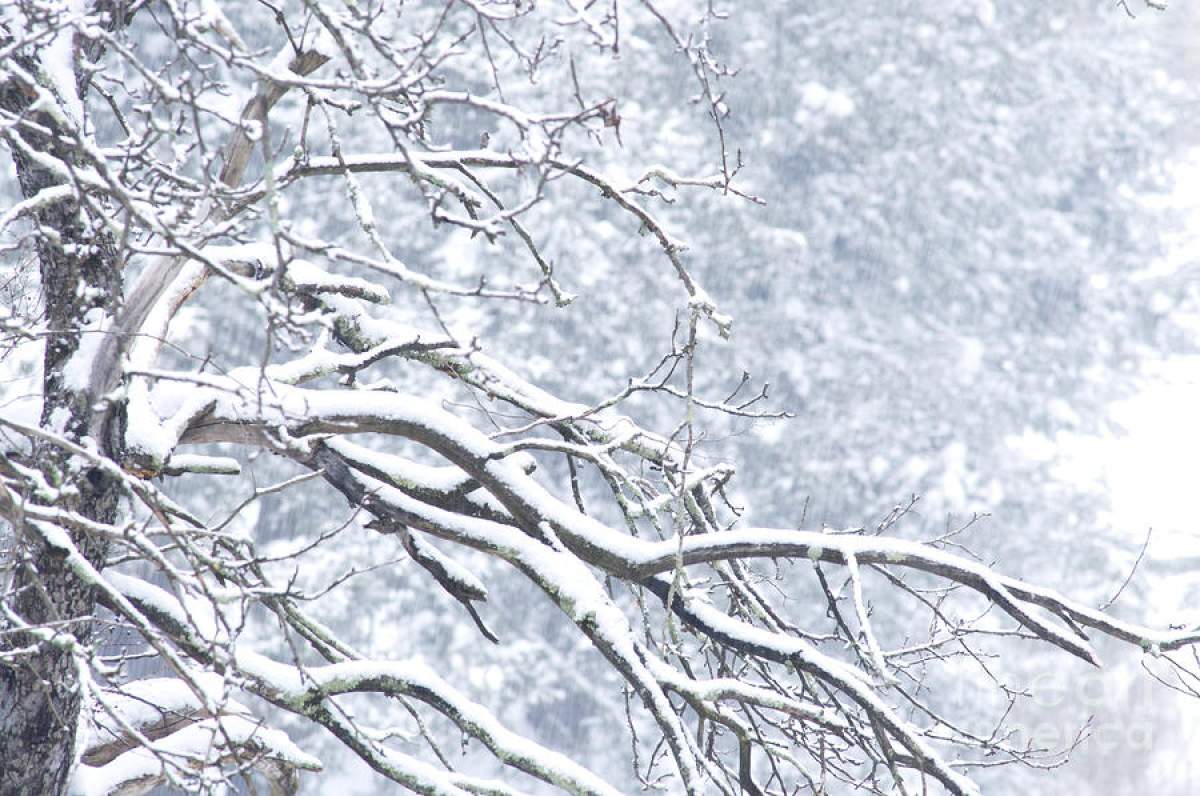 Vin ninsorile şi în Bucureşti! Prognoza meteo pe două zile