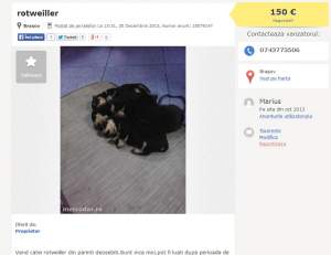 INCREDIBIL Câini de luptă vânduţi ilegal, pe internet!