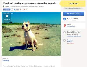 INCREDIBIL Câini de luptă vânduţi ilegal, pe internet!
