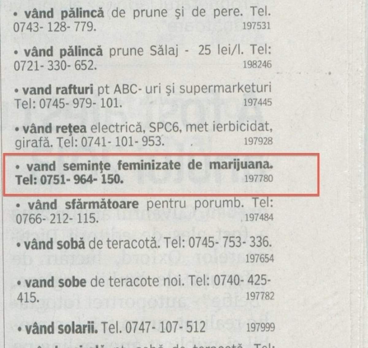 INCREDIBIL Comerţ cu seminţe de marijuana, chiar sub nasul autorităţilor!