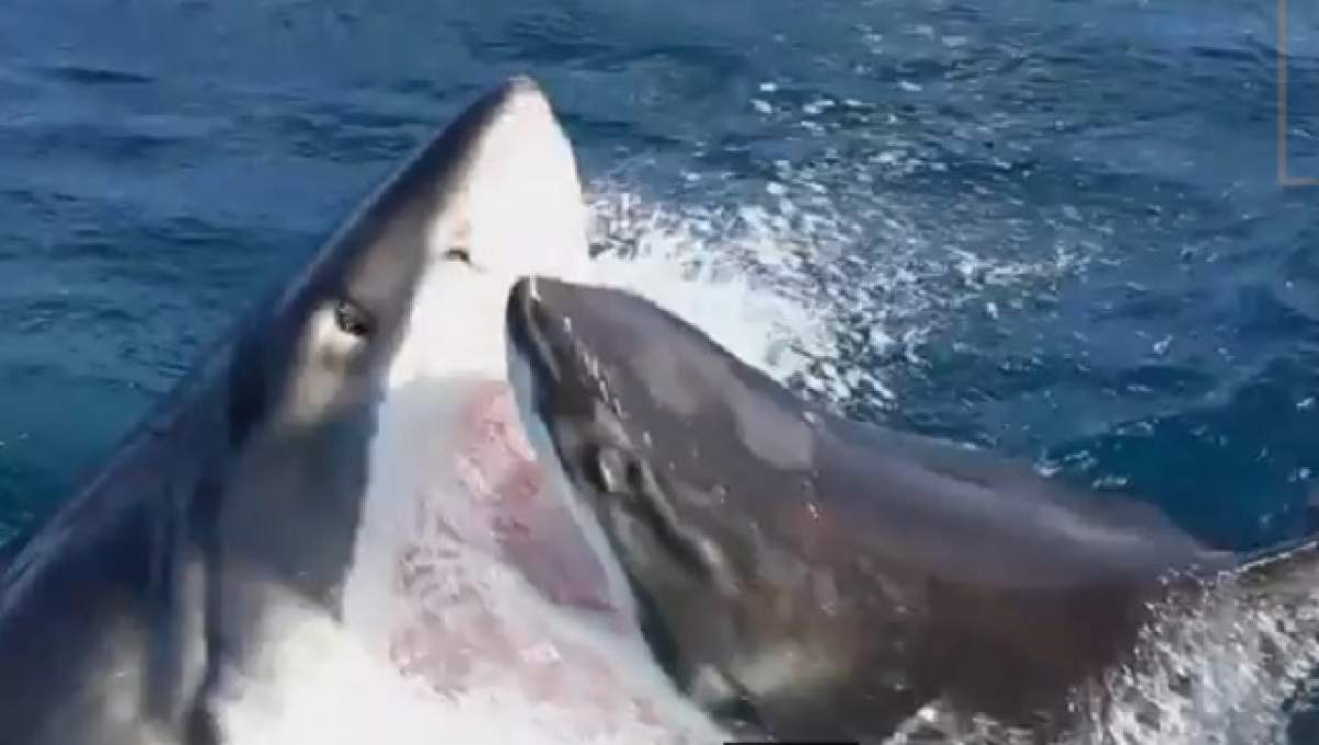 VIDEO / Scene incredibile! Un rechin de aproape 3 metri, înghiţit de un altul de două ori mai mare
