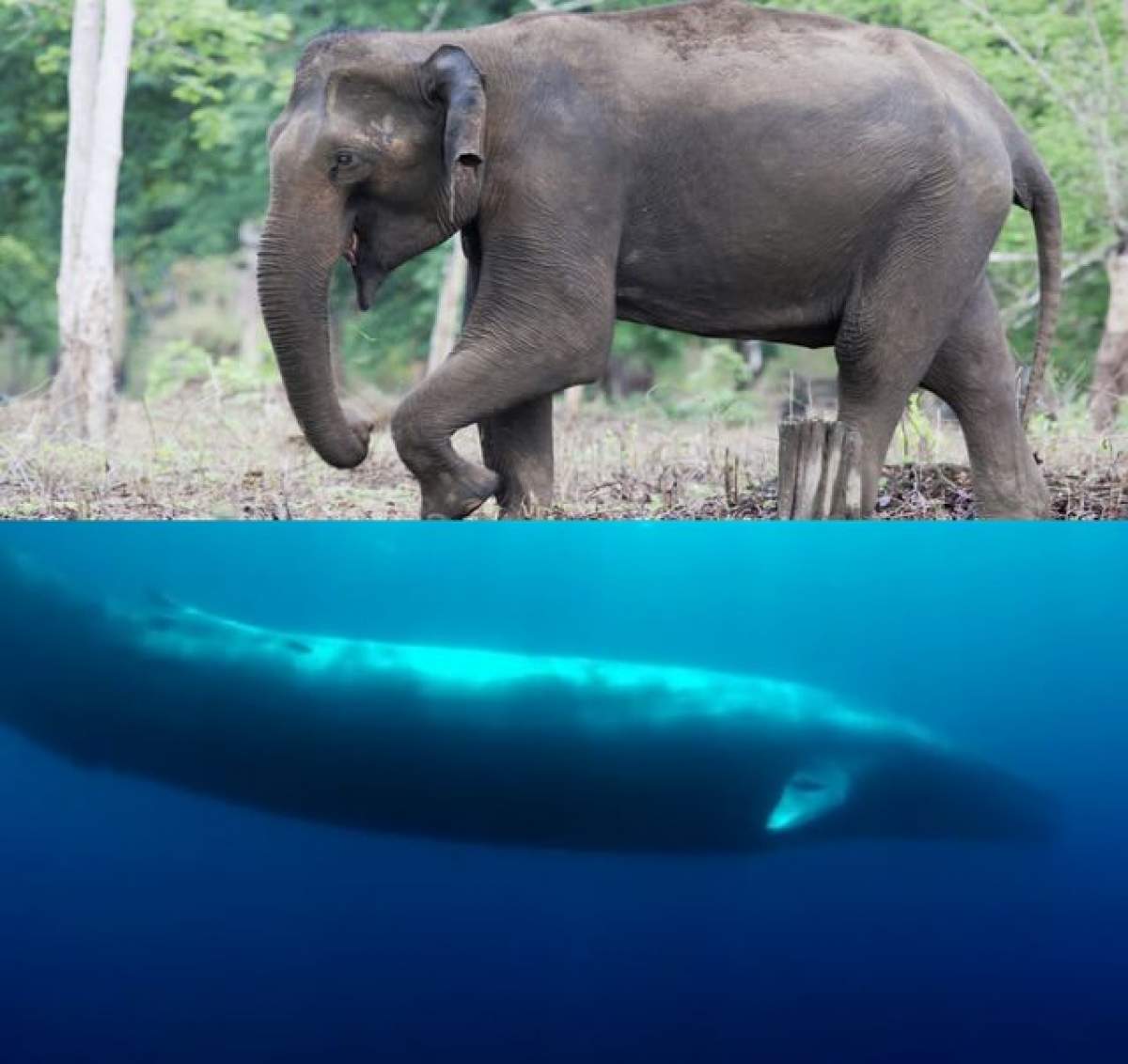 ÎNTREBAREA ZILEI /  Cine e mai mare: balena sau elefantul?