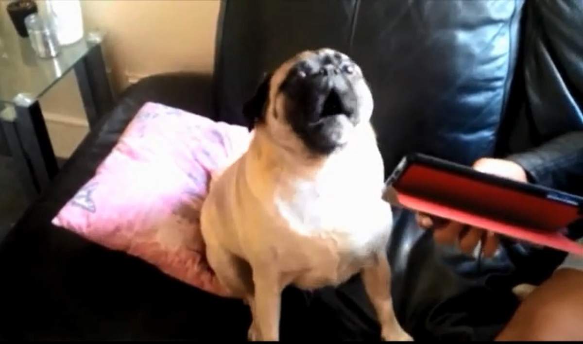 VIDEO/ Reacţia incredibilă a unui câine atunci când vede o tabletă: "Ajutor!"