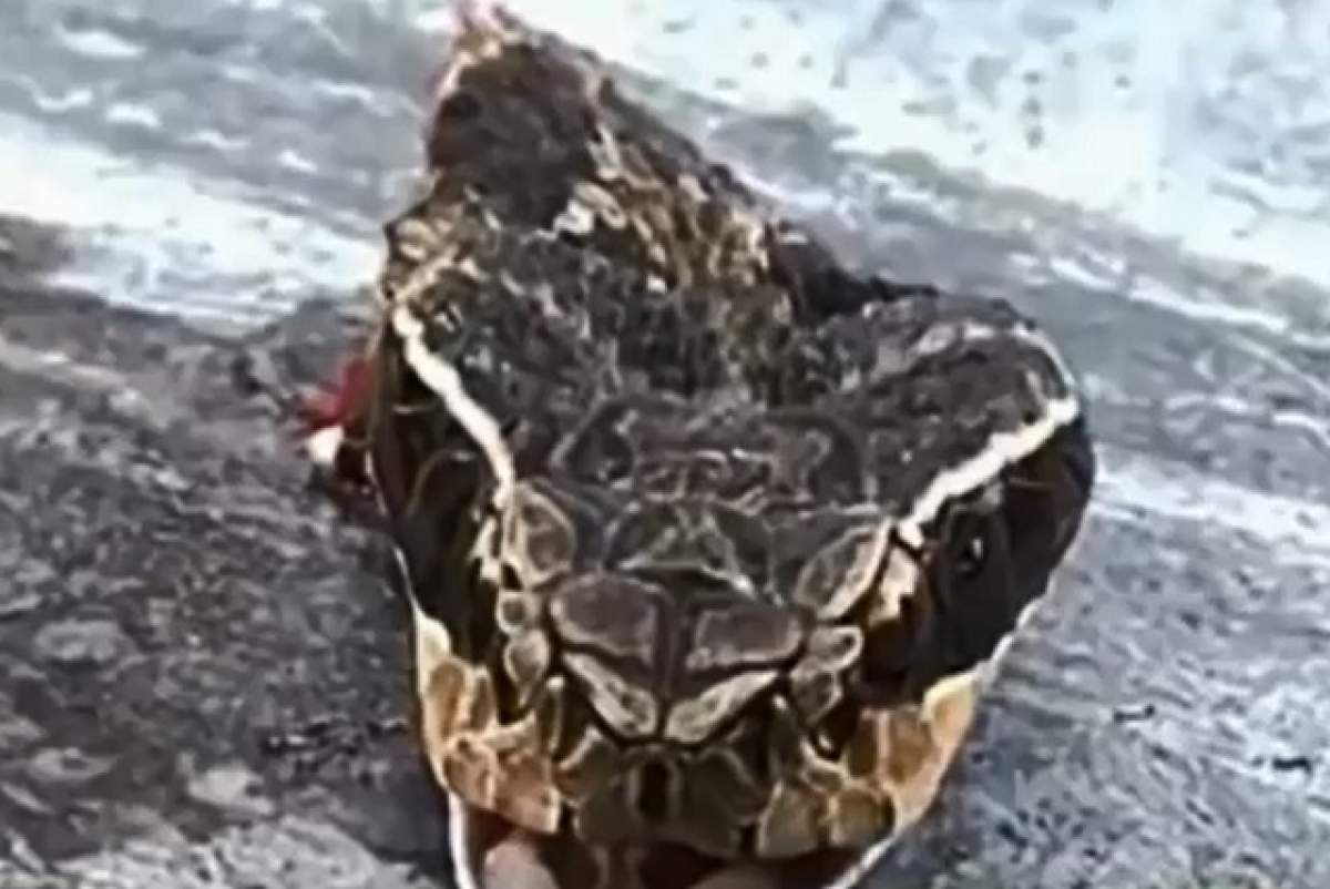 VIDEO/ Înfiorător! Un bucătar, ucis de şarpele pe care îl prepara!