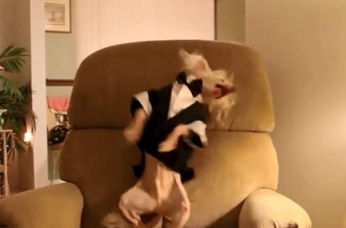 VIDEO /  Câinele care nu se poate opri din dansat! Filmulețul a devenit viral pe internet