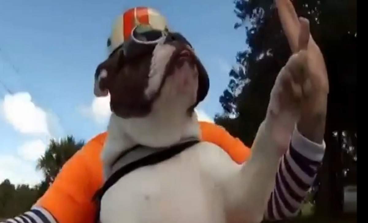 VIDEO AMUZANT /  Când n-ai iubită s-o urci pe motocicletă, iei câinele cu tine! Uite ce reacţie are Bulldog-ul ăsta la viteză mare