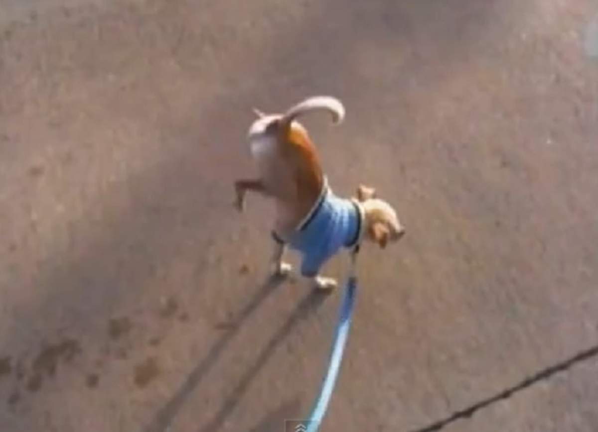 VIDEO / Vei rămâne interzis! Un câine îşi face nevoile în timp ce merge... în două labe!