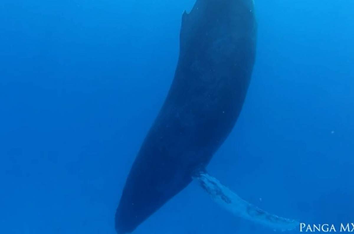 VIDEO/ Cum doarme balena cu cocoaşă? Cercetătorii au crezut că este moartă