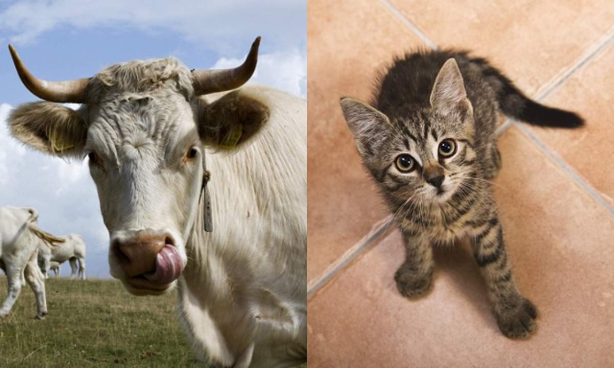 ÎNTREBAREA ZILEI: SÂMBĂTĂ- De ce vaca face "Muuu", iar pisica face "Miau"?