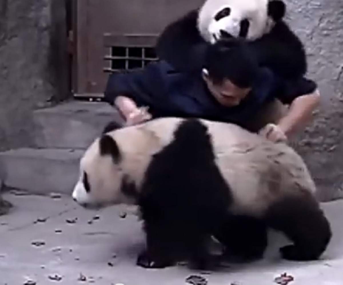 VIDEO / A intrat în cuşca lor pentru a le da medicamentele! Ce i-au făcut îngrijitorului cei doi urşi Panda