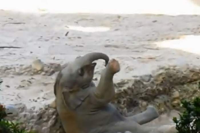 VIDEO/ Uluitor! Reacţia a doi elefanţi atunci când puiul lor cade într-o capcană
