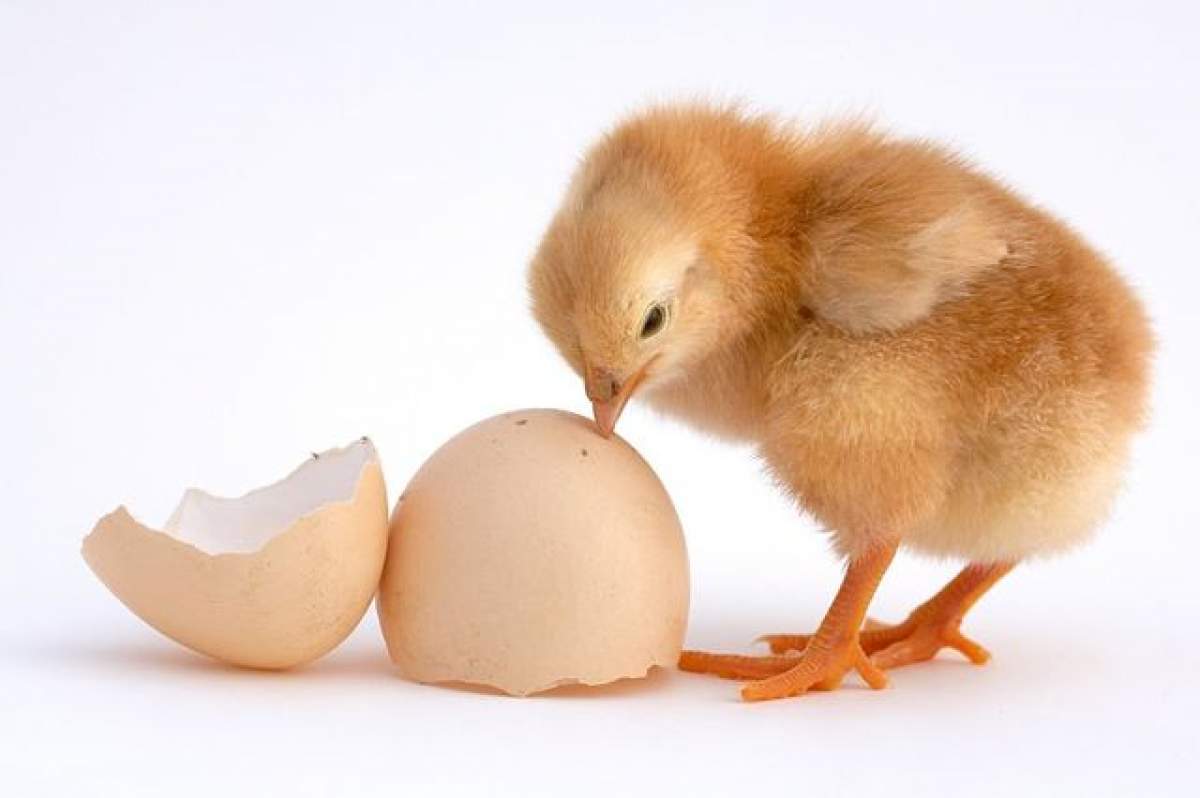 ÎNTREBAREA ZILEI - LUNI: Ce a fost prima dată oul sau găina?