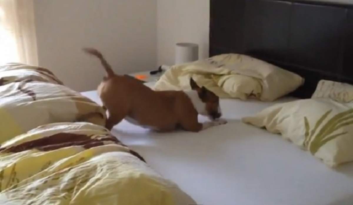 VIDEO / Credeai că viaţa de câine e plictisitoare? Ce a făcut un patruped care se credea singur în cameră