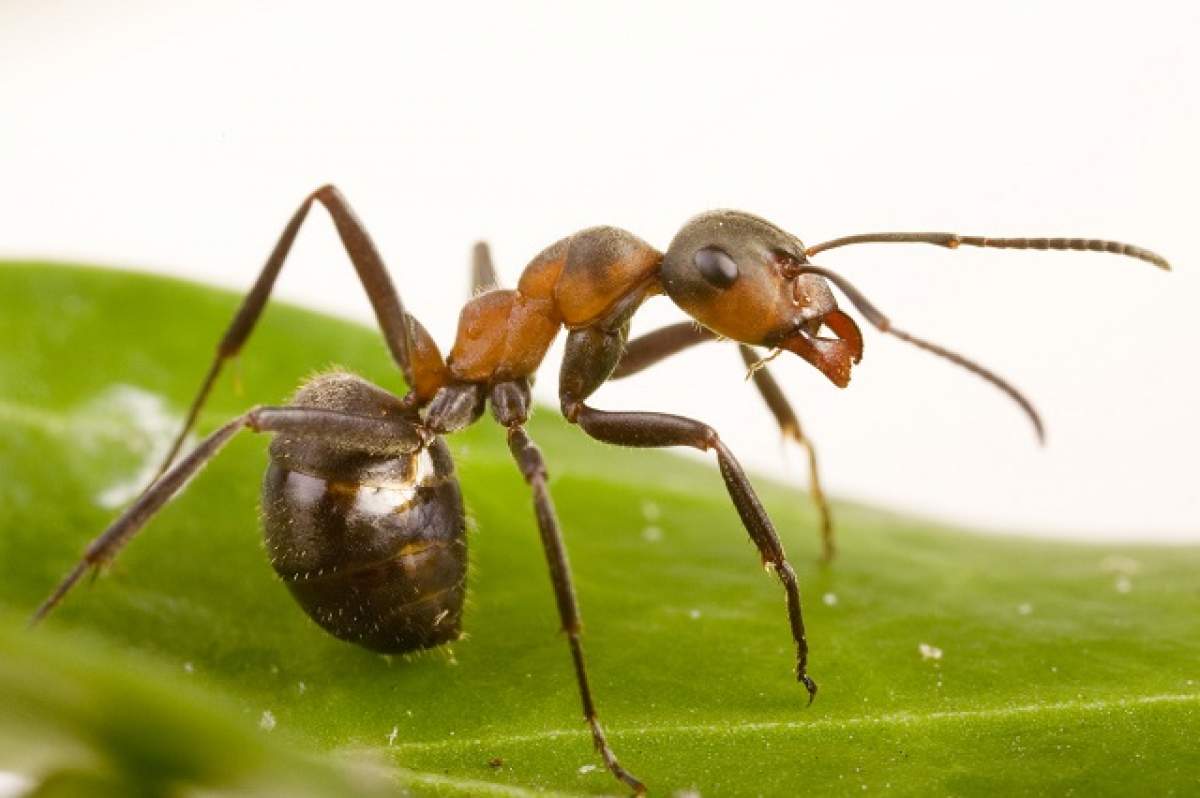 Întrebarea zilei - MARŢI: De ce nu dorm furnicile niciodată?