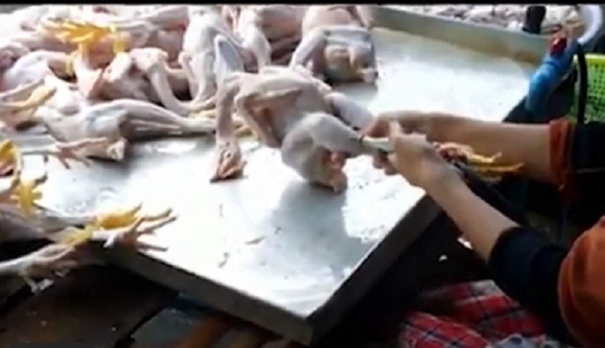 VIDEO ŞOCANT /  Nu vei mai cumpăra niciodată carne de pui după ce vei vedea imaginile! Pe ce dăm banii cu adevărat