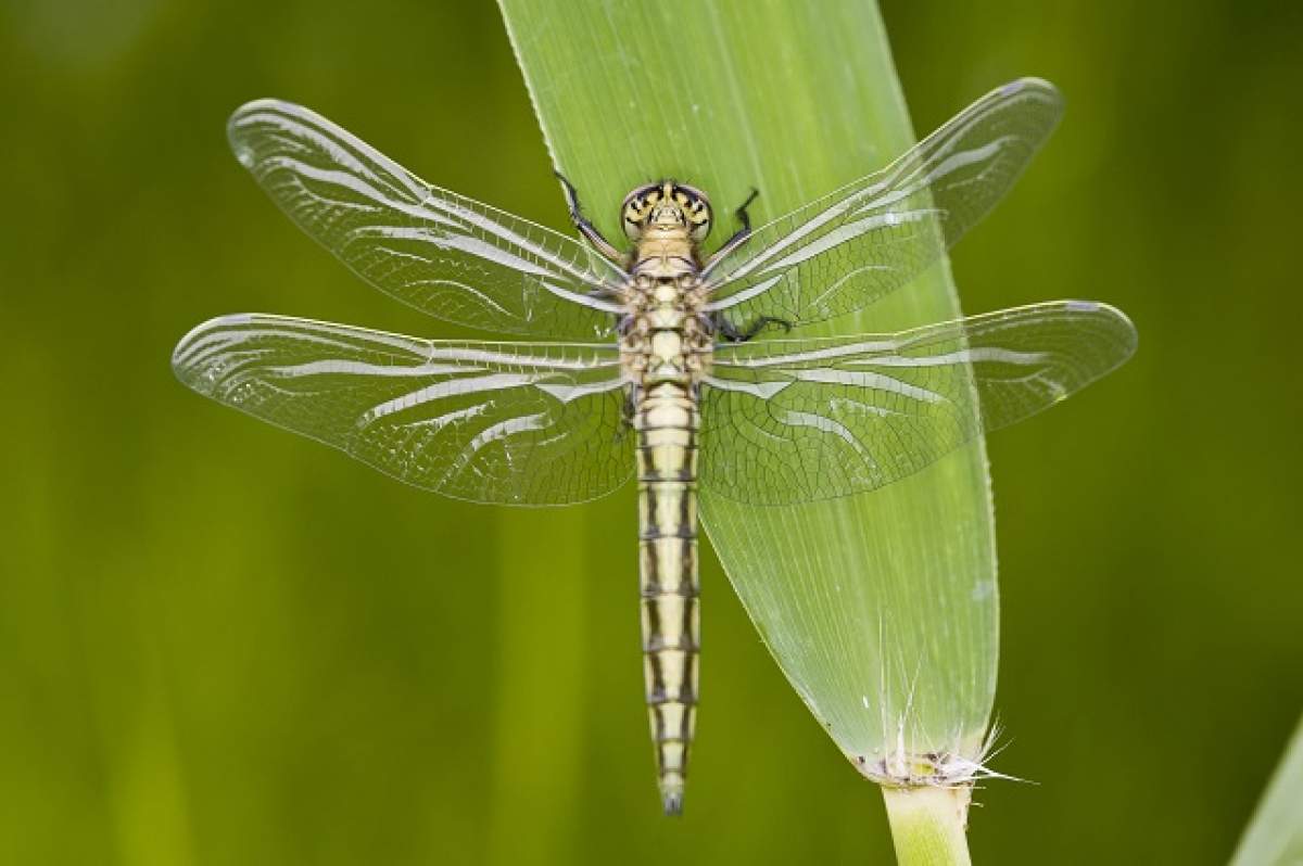 ÎNTREBAREA ZILEI/ Care este cea mai rapidă insectă?