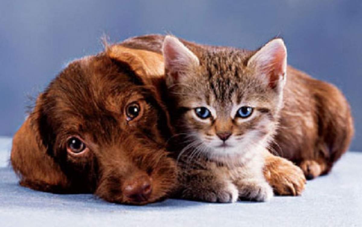 ÎNTREBAREA ZILEI - DUMINICĂ: Cine este mai inteligent: câinele sau pisica?