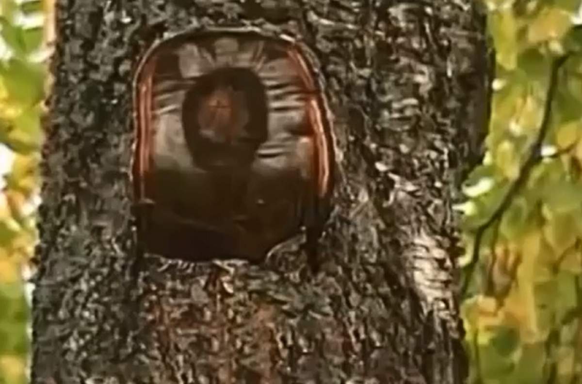 VIDEO/ Semn divin! A apărut chipul lui Iisus pe un copac, iar oamenii au început rugăciunile!