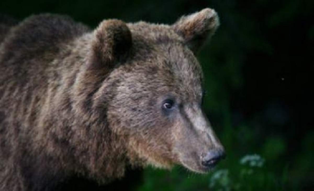 Doi bărbaţi din Harghita au ajuns la de urgenţă la spital, după ce au fost atacaţi de urs
