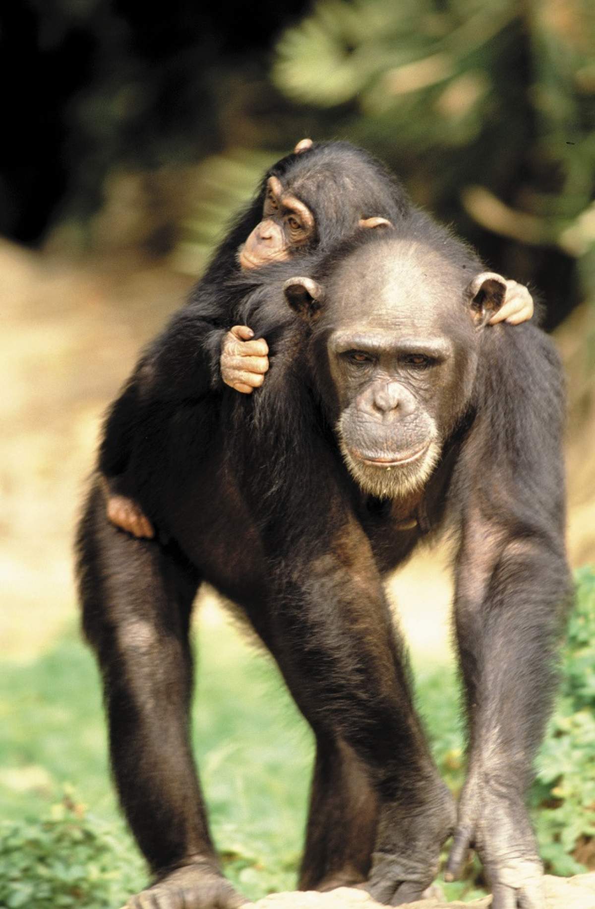 Cimpanzeii ar putea primi statutul de "persoane"! Ce se va întâmpla apoi cu ei