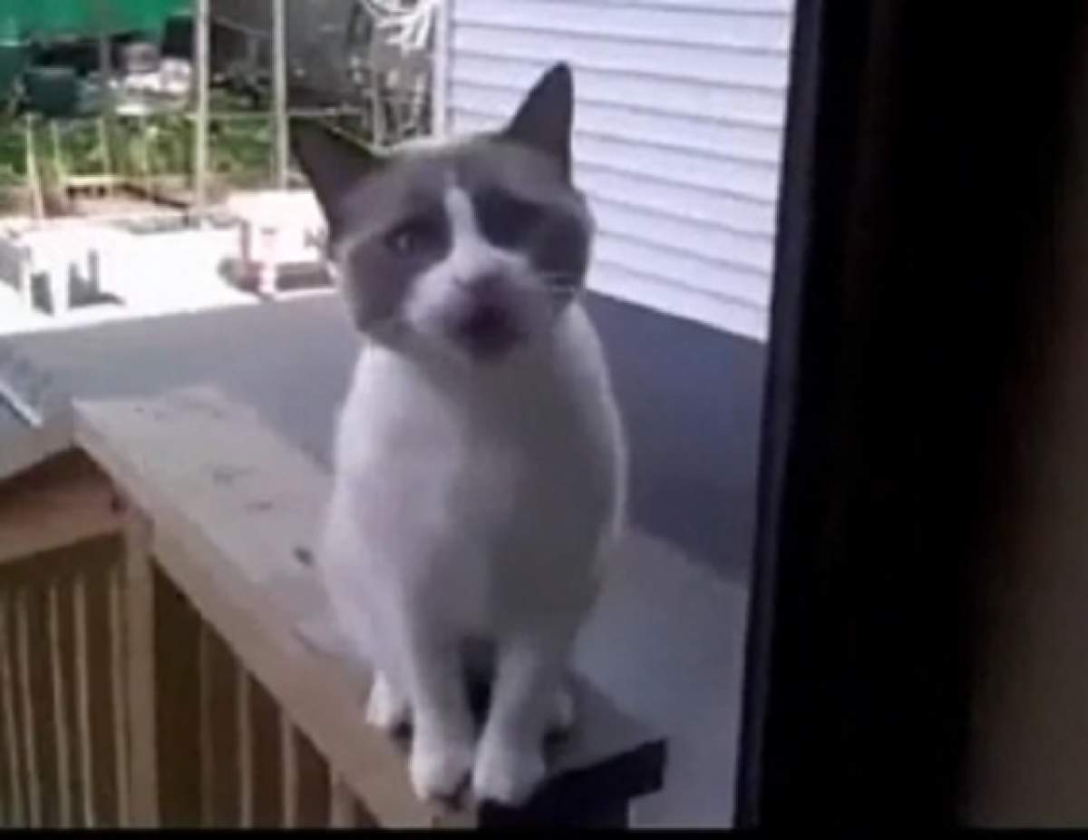 VIDEO / Râzi cu lacrimi! Discuţia imaginară dintre un neiubitor de pisici şi o felină