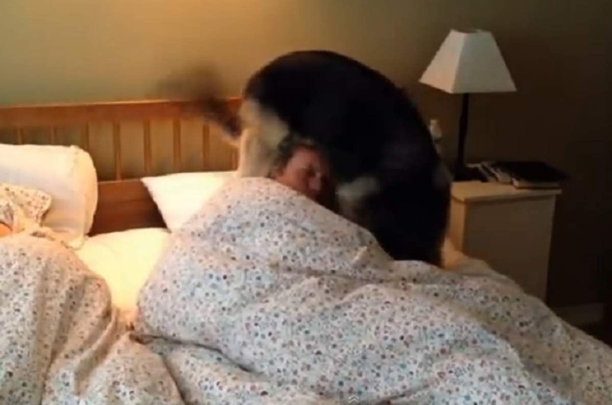 VIDEO /  Alarma nu te mai trezeşte? Ia-ţi un căţel! Imaginile care te vor face să râzi cu lacrimi