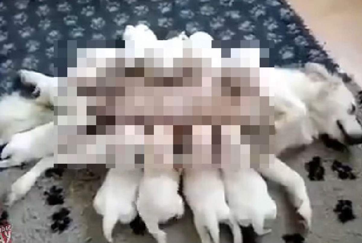 VIDEO/ Numai mamă să nu fii! Imaginea cu o căţeluşă care a speriat o lume întreagă