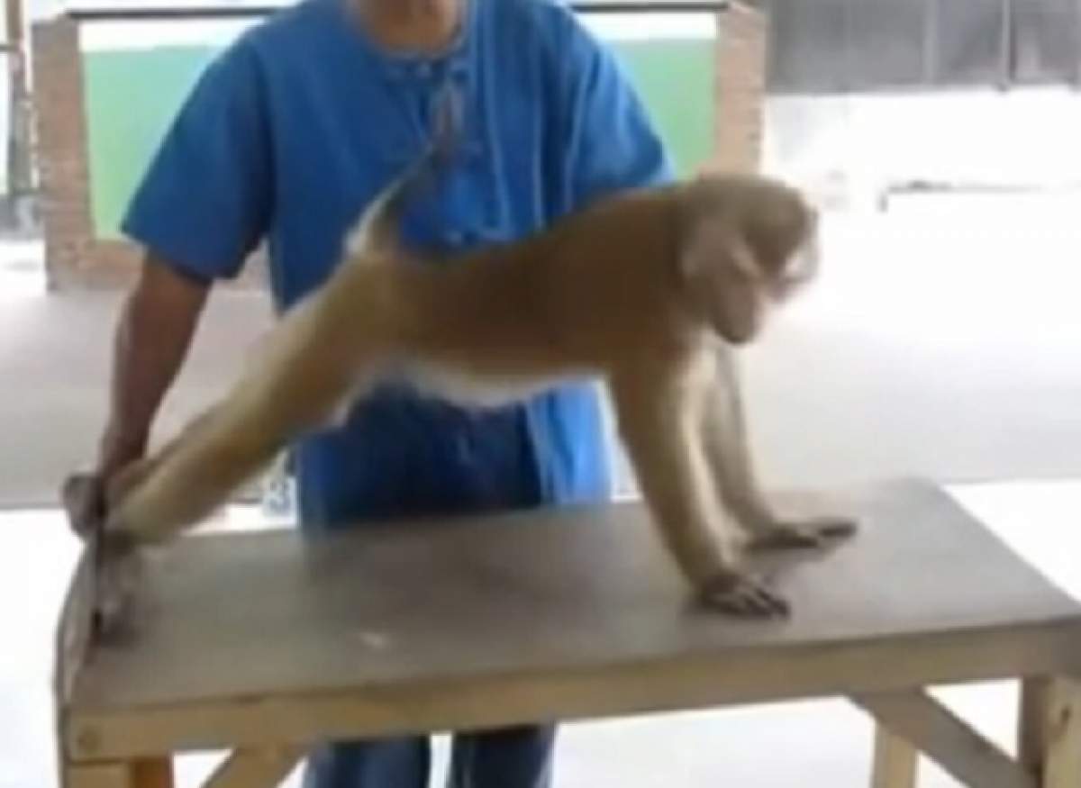 VIDEO / Până şi sportivii de performanţă ar fi invidioşi pe maimuţica asta! Uite ce poate să facă