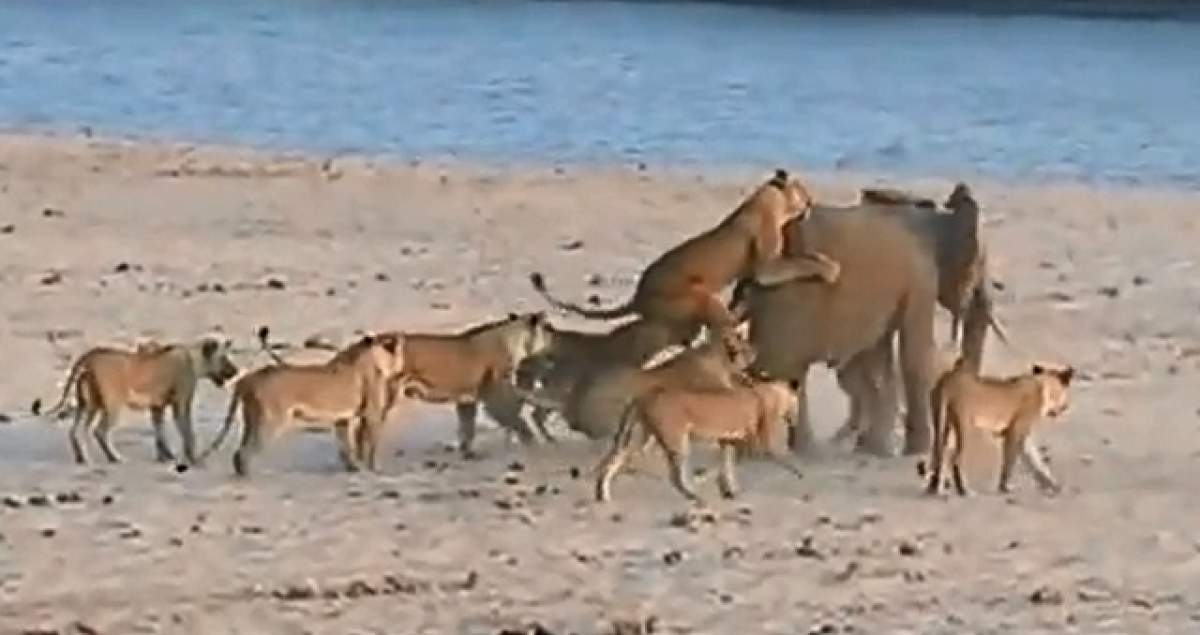 VIDEO/ Un pui de elefant a fost atacat de 14 lei! Ce a urmat te va şoca