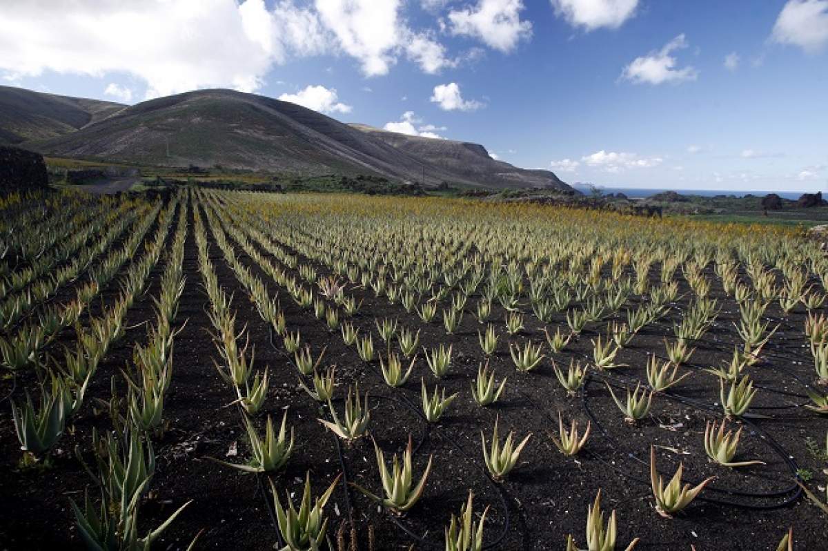 Beneficiile nebănuite ale plantei de Aloe Vera