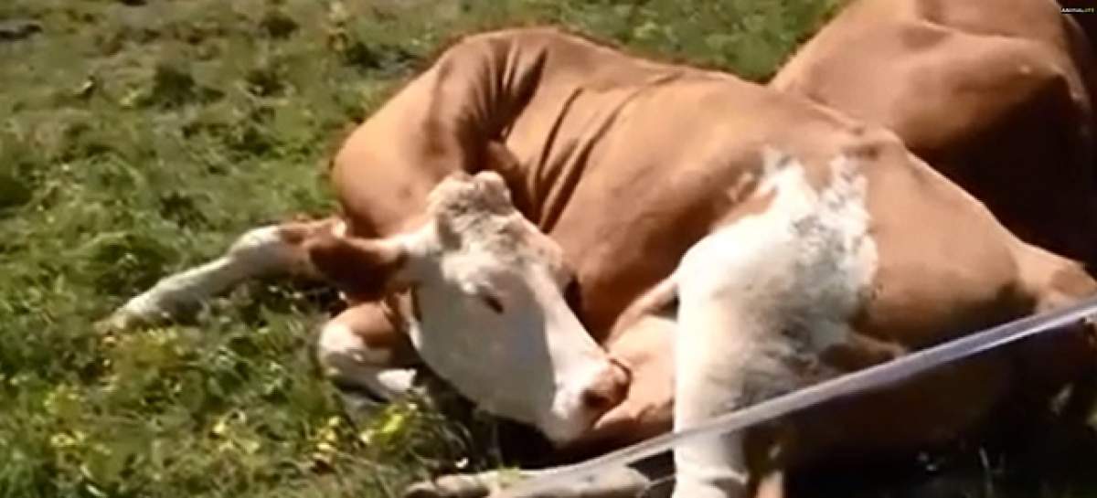 VIDEO/ Te vei amuza! O vacă îşi bea propriul lapte