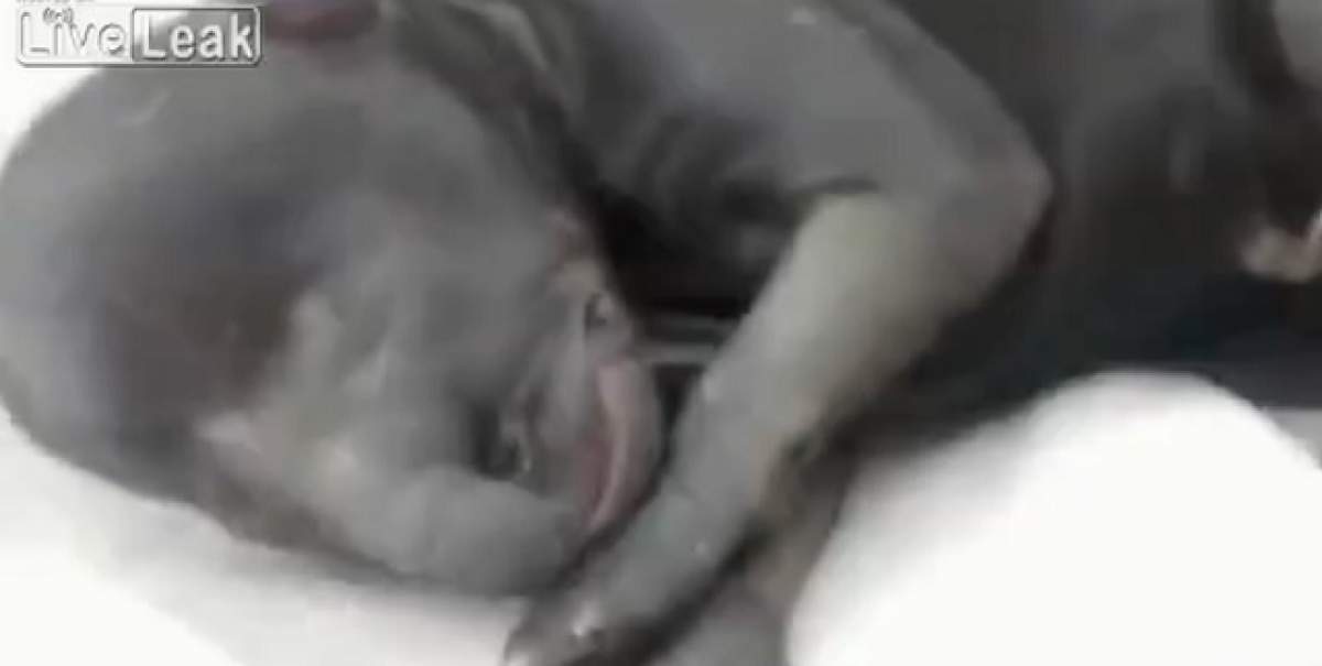 VIDEO/ Câinele care are un cap de elefant! Nimeni nu ştie de ce s-a născut aşa