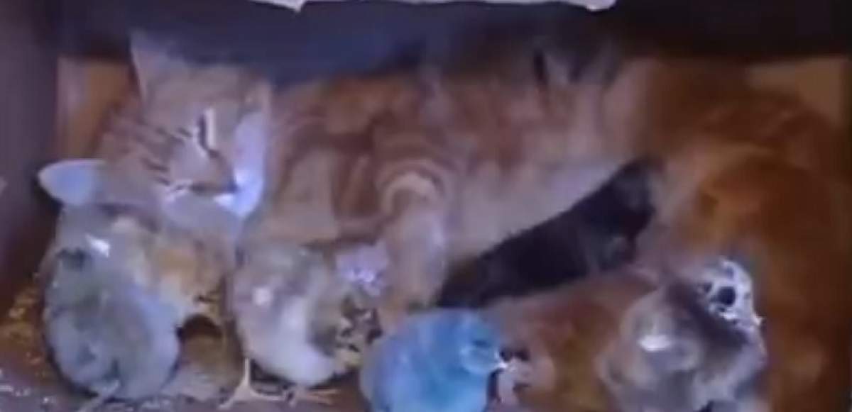 VIDEO/ Adorabil! O pisică a adoptat nişte pui de găină pe care îi iubeşte la nebunie