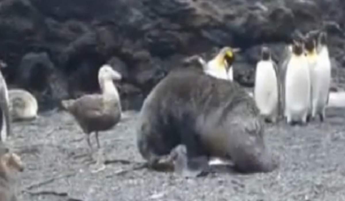 VIDEO / Aşa ceva n-ai mai văzut! O focă a fost filmată în timp ce viola un pinguin