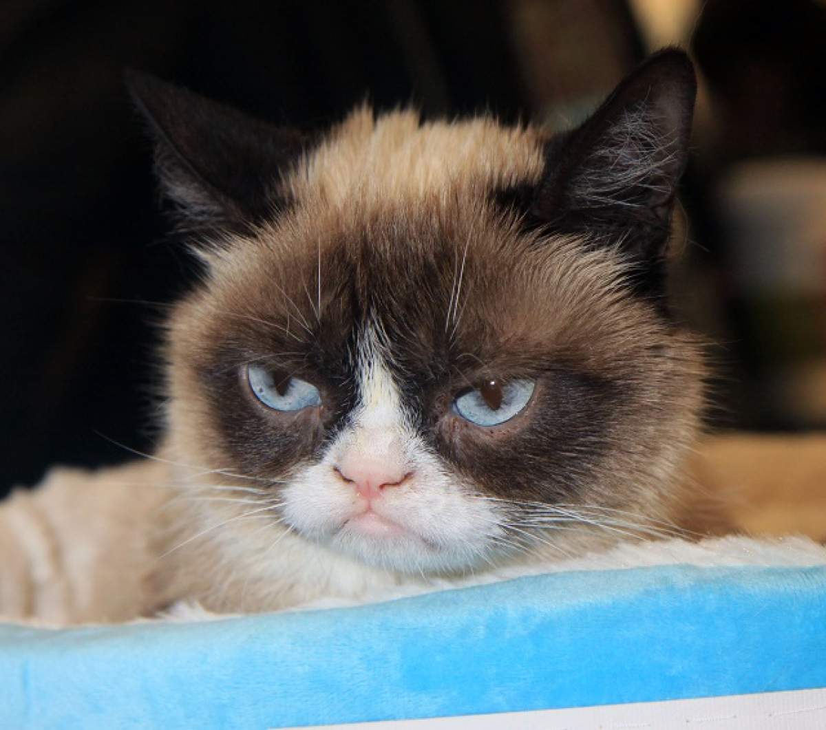 O să râzi! Pisica Grumpy Cat va fi actriţa principală a unui film de Crăciun