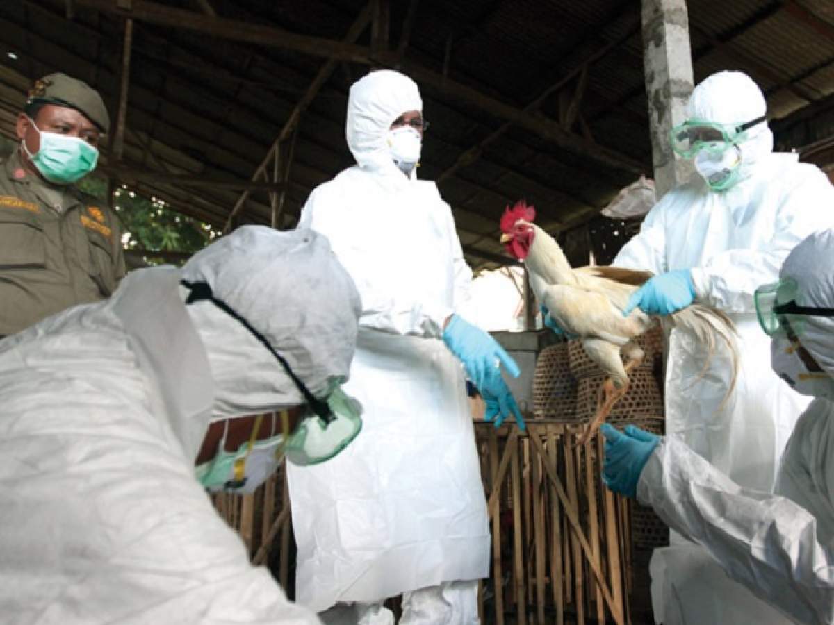 Alertă de gripă aviară! Autorităţile fac controale la ferme