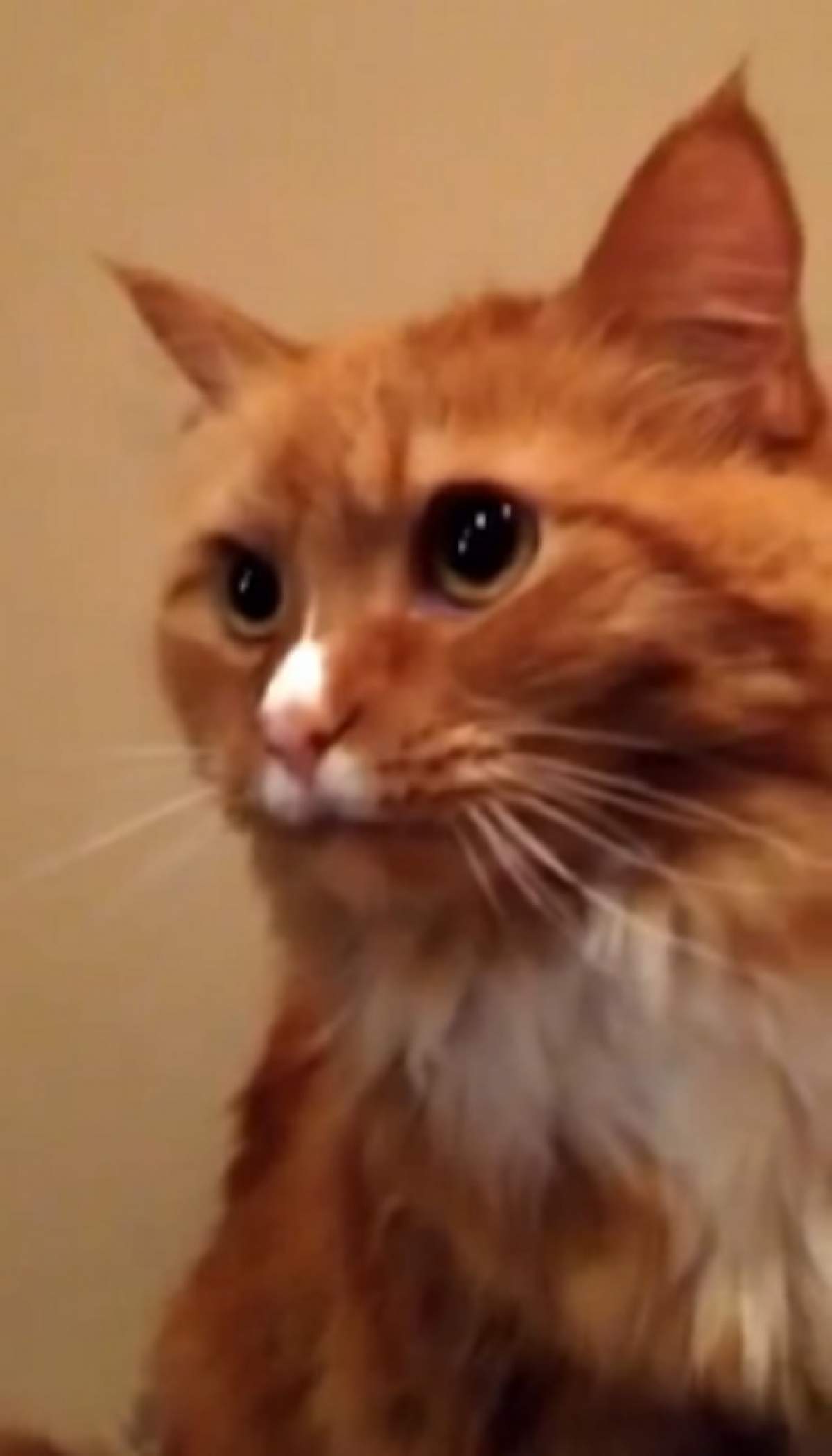 VIDEO / Reacţia incredibilă a acestei pisici în momentul în care aude cum se dezlipeşte banda adezivă