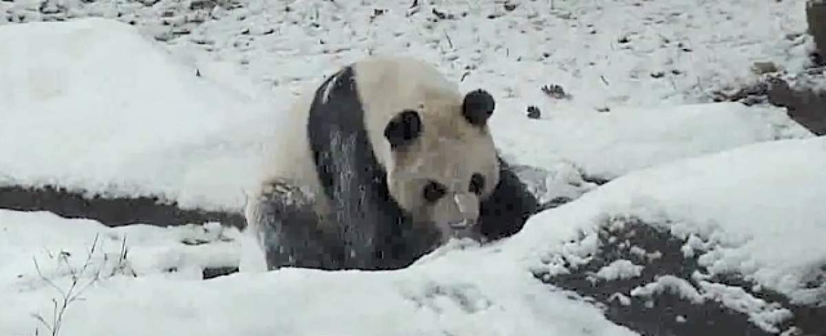VIDEO/ Adorabil! Cum se joacă un urs panda în zăpadă