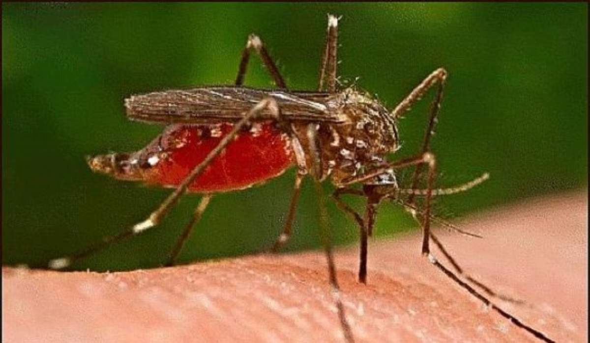 ÎNTREBAREA ZILEI - DUMINICĂ: De ce se hrănesc ţânţarii cu sânge uman?